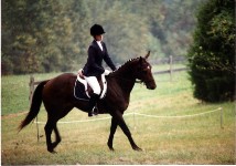 Dressage